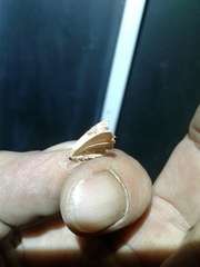 Pachycnemia tibiaria