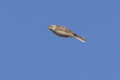 Anthus spragueii