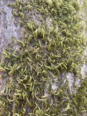 Homalothecium nuttallii