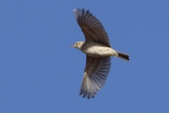 Anthus spragueii