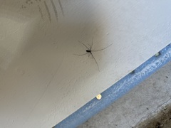 Crossopriza lyoni