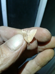 Pachycnemia tibiaria