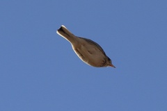 Anthus spragueii