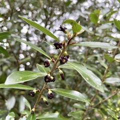 Pittosporum colensoi
