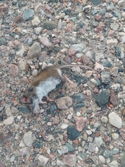 Peromyscus