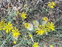 Euryops chrysanthemoides