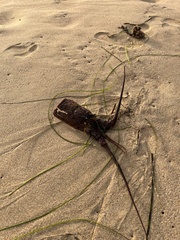 Panulirus interruptus