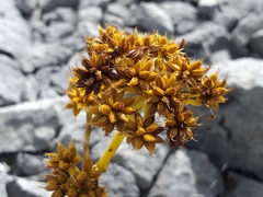 Anisotome pilifera