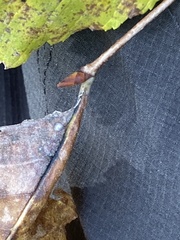 Ulmus thomasii