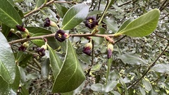 Pittosporum colensoi