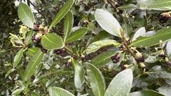 Pittosporum colensoi