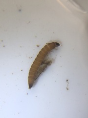 Stenelmis