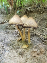 Agaricineae