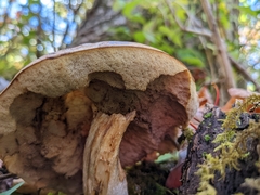 Leccinum scabrum