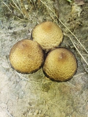 Agaricineae
