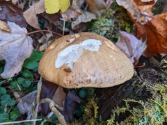 Leccinum scabrum