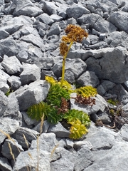Anisotome pilifera