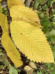 Ulmus thomasii