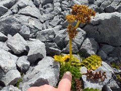 Anisotome pilifera