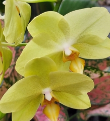 Phalaenopsis