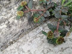 Euphorbia ophthalmica