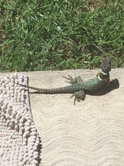 Sceloporus torquatus