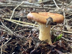 Hydnum umbilicatum
