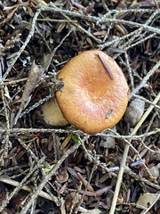 Hydnum umbilicatum