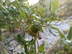 Quercus coccifera
