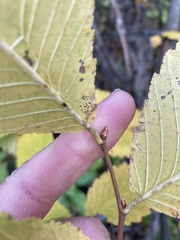 Ulmus thomasii