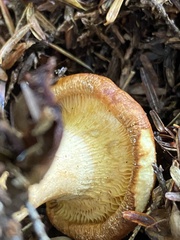 Hydnum umbilicatum