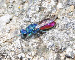 Chrysis ignita