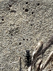 Cicindela latesignata