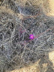 Phemeranthus calcaricus