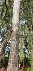 Corymbia tessellaris