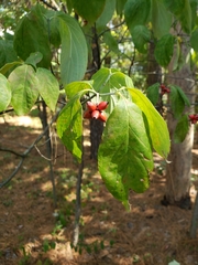 Cornales