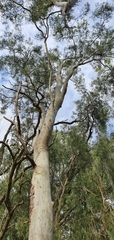 Corymbia tessellaris
