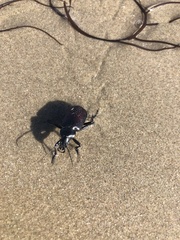 Calosoma vagans