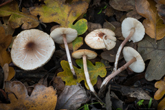 Lepiota castaneidisca