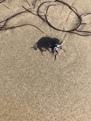 Calosoma vagans