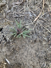 Phemeranthus calcaricus