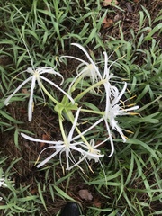 Hymenocallis occidentalis