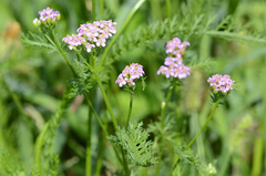 Achillea roseo-alba