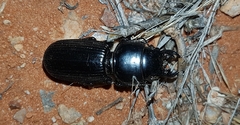 Passalidius fortipes
