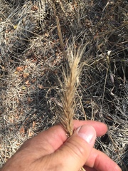 Elymus virginicus