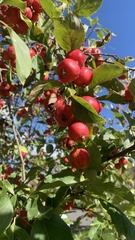 Malus sylvestris