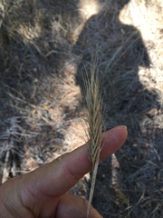 Elymus virginicus