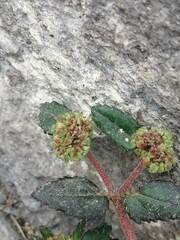 Euphorbia ophthalmica