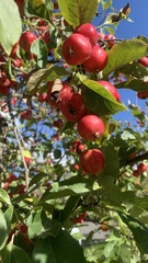 Malus sylvestris