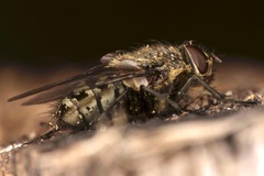 Pollenia angustigena